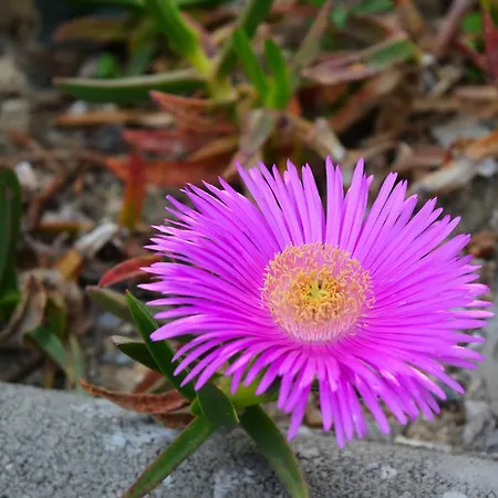 Permarinus Apartamento *