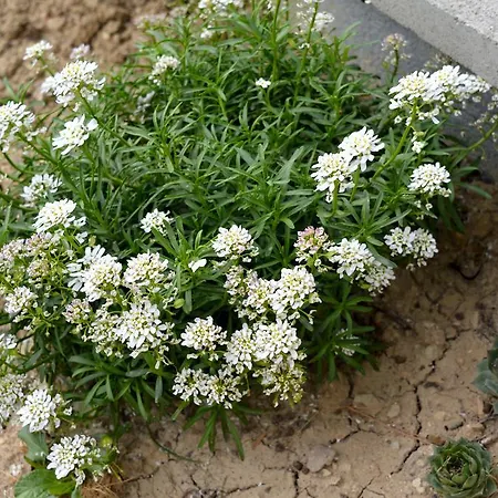 Apartament Permarinus *