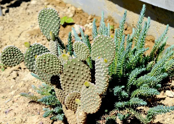 Permarinus Lejlighed Podstrana